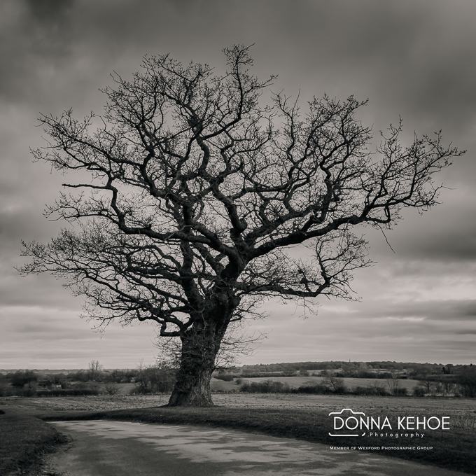 Winter tree